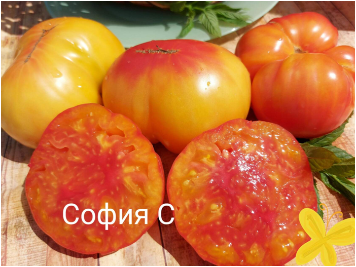 Сажаем вместе 2023 - Страница 72 - Дачные дневники 2023 - tomat-pomidor.com- форум