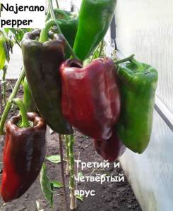 Najierano pepper1.jpg