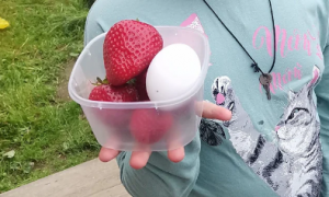 ягода сибири.PNG