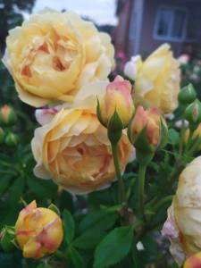 IMG-20230110-WA0018.jpg