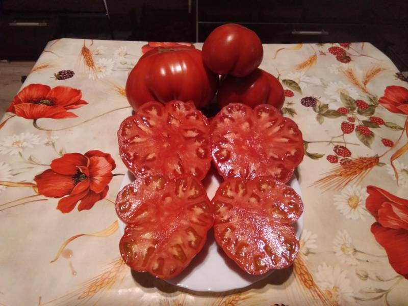 Сажаем вместе 2023 - Страница 72 - Дачные дневники 2023 - tomat-pomidor.com- форум