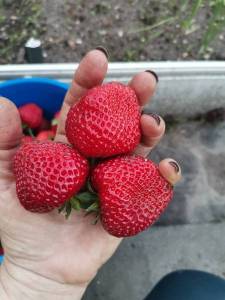 IMG_20220623_212014.thumb.jpg.a917d90f9b332ccf07ae2f1e65e6cb8b.jpg
