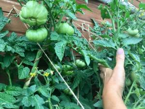 IMG_4798.thumb.jpg.f35cb2601c1eee510d71b0459859ce66.jpg