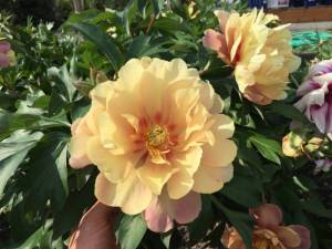 Itoh-Peony-Joanna-Marlene.thumb.jpg.fb32d112a7a7ffe24de11b0a9f6c490a.jpg