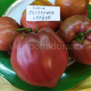 semena-sorta-tomata-Gnom-Purpurnoe-serdce-Dwarf-Purple-Heart-11.thumb.jpg.648d302b9e1537b94a205606e6764dba.jpg