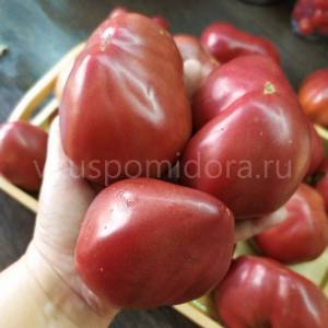 semena-sorta-tomata-Gnom-Purpurnoe-serdce-Dwarf-Purple-Heart-3.thumb.jpg.2706f0718afe528235dcb0a14e7d08f6.jpg