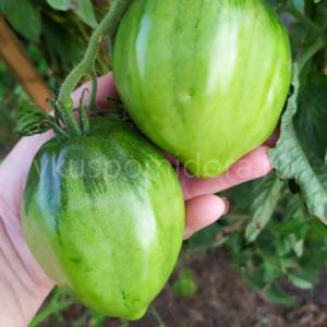 semena-sorta-tomata-Gnom-Purpurnoe-serdce-Dwarf-Purple-Heart-7.thumb.jpg.80918ac4a2f9d580970882fd1308716f.jpg