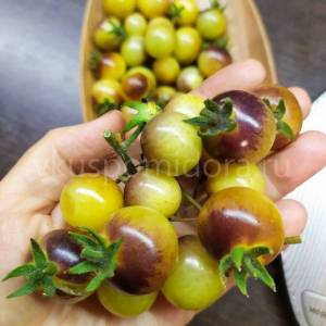 semena-tomata-sorta-Golubye-kremovye-yagody-Blue-cream-berries-cherri-900x900.thumb.jpg.f837aeee969a4888121f4e8648a3bab6.jpg