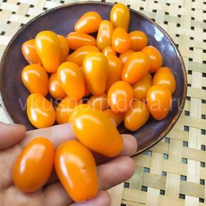 tomat-apelsinovaya-grusha-2-900x900.thumb.jpg.a922302c2fbe9eeac1be32251c1cf242.jpg