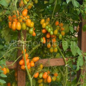 tomat-apelsinovaya-grusha-4-900x900.thumb.jpg.0ae55e88919249fbdb1304fd1d950f0f.jpg