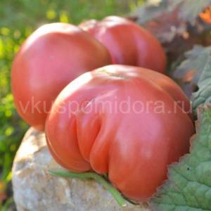 tomat-babushkin-med-1-900x900.thumb.jpg.4b1b3318afe726c0a1ccd2f3febcf8b4.jpg