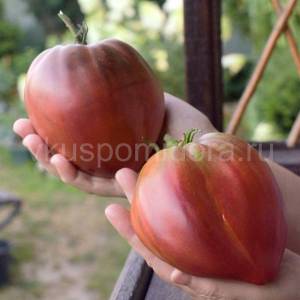 tomat-chernoe-serdce-ot-krasnoj-shapki-3.thumb.jpg.bda7693108d5477a1a979eb163ef092d.jpg