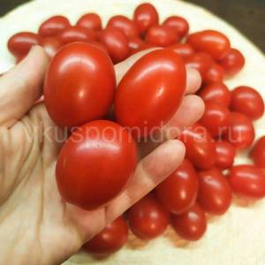 tomat-grozdevoj-korbarino-2-900x900.thumb.jpg.66c3e5c10ab24b3b9ed06ad94095b13b.jpg