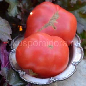 tomat-kantati-4-1-900x900.thumb.jpg.aa58eadbfee4d8f45510f5ef5545367f.jpg