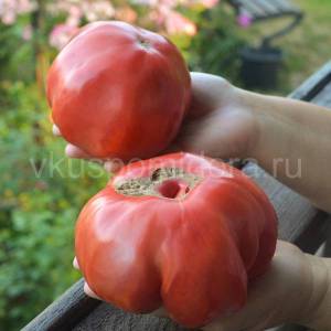tomat-korolevskij-ananas-x-livanskie-gory-4.thumb.jpg.a9299866b2ec3f5cfa9df38c45ee364e.jpg