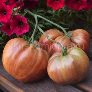 tomat-kozulya-186-3-900x900.thumb.jpg.9e4eb3efb633177c41a5b4e153da6b39.jpg