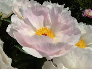 Chiffon Clouds 1.jpg