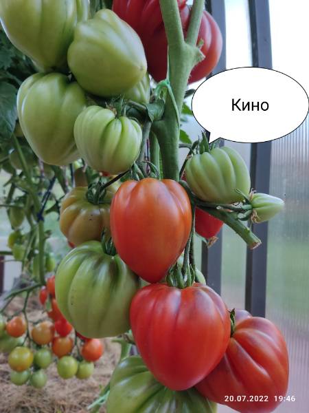 Кино - К — сорта томатов - tomat-pomidor.com - отзывы на форуме