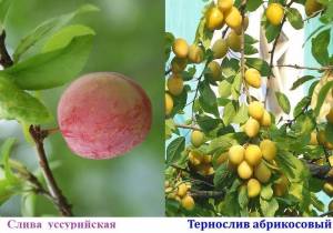 Трнослив абрикосовый и уссурийская  слива.jpg