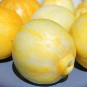 Gurke-true-Lemon-44-Kopie_0.thumb.jpg.0ddba555db51aa4fcf51a13066883516.jpg