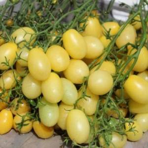 Tomate-Tempete-de-Sable-3.thumb.jpg.668b181cacff4d4bb835a887babad9bd.jpg