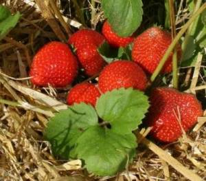 fraisier-rabunda-remontant-godet-de-8-cm1.jpg