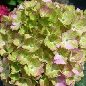 hydrangea-macrophylla-forever-ever-fantasia.jpg