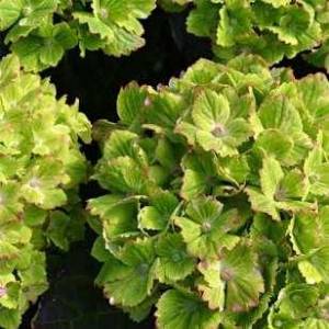 hydrangea-macrophylla-rembrandt-vibrant-verde-01.jpg