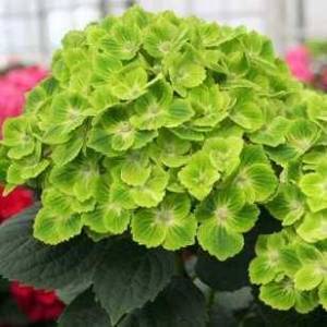 hydrangea-macrophylla-royalty-green-cloud-01.jpg