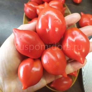 semena-tomata-sorta-Gora-Vezuvij-Mountain-Vesuvius-900x900.thumb.jpg.057073bf4f028d0bbd655cea78a7fc59.jpg