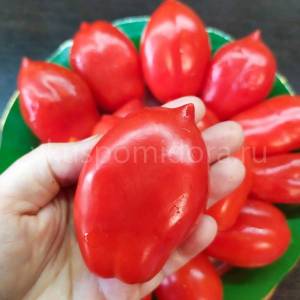 semena-tomata-sorta-San-Marcano-San-Marzano-3-900x900.thumb.jpg.70d73698d901238c0bd32d9698a8aabd.jpg