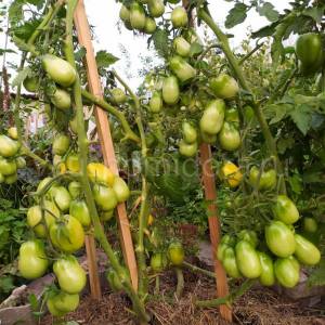 semena-tomata-sorta-Slivka-Bendrika-zheltaya-5-900x900.thumb.jpg.9313488cb41db25c170ef8d23363cf5b.jpg