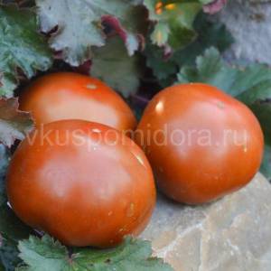 tomat-gnom-smekh-kukabarry-1-900x900.thumb.jpg.d448c8f46d4001106c8b0dddc9f217bc.jpg