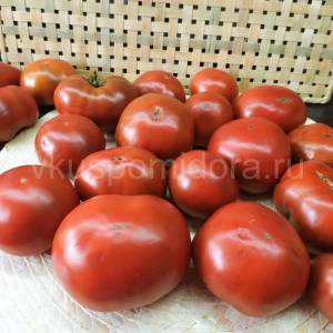 tomat-gnom-smekh-kukabarry-2-900x900.thumb.jpg.146ce4719cc1a191cd84502d739934f3.jpg