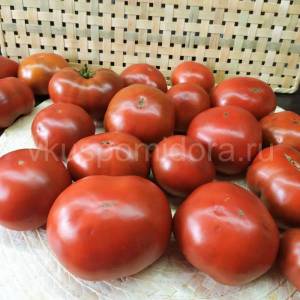 tomat-gnom-smekh-kukabarry-2-900x900.thumb.jpg.146ce4719cc1a191cd84502d739934f3.jpg