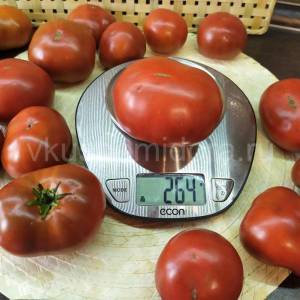 tomat-gnom-smekh-kukabarry-4-900x900.thumb.jpg.79d4ae32d9ab181586a121df0abc25b4.jpg