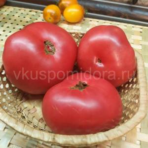 tomat-gnom-ukus-zmei-1-900x900.thumb.jpg.2d572a4e9231e010eb8d5d22ca95027b.jpg