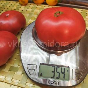 tomat-gnom-ukus-zmei-2-900x900.thumb.jpg.107d9b9b2ddc9a767c3c2dbcb341c873.jpg