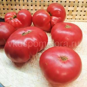 tomat-gnom-ukus-zmei-4-900x900.thumb.jpg.ba26b9c10fff7946c3f9fe63a1ee7207.jpg