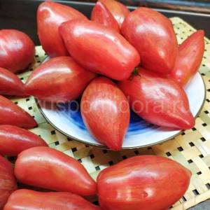 tomat-ledi-madonna-2-900x900.thumb.jpg.77e8f4e83fecc95a8708f0507b2c4c48.jpg