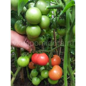 tomat-spiridonovskie-2-900x900.thumb.jpg.dc9d2216eb917266c50d675adc5d94e9.jpg