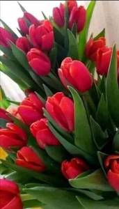 333031484_906970970629100_5710623150252388419_n.thumb.jpg.f5ecbb1149dcbab92d3ac951e1a7f0a1.jpg