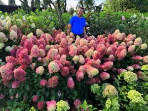 Hydrangea pan Bonfire (2).jpg