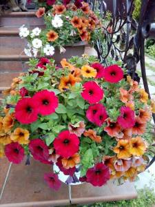 IMG_20200623_114044.jpg