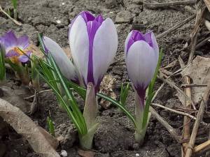 IMG_20230315_120333.thumb.jpg.ad9ef87bf47e7b3b109abf737444bee0.jpg