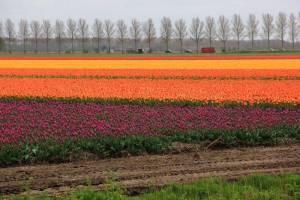 holland_tulips_05.thumb.jpg.3fb56a441f54da55bb84544a7ff5a5f0.jpg