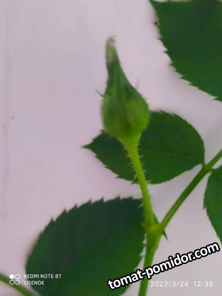 IMG_20230324_125815.jpg