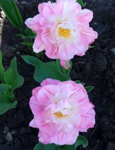 IMG_20210517_081640_1~2.jpg
