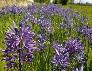 1480412212_camas_flower_plant_petals_camassia_leichtlinii.jpg