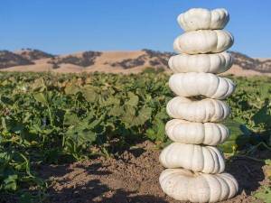 Squash_Flat_White_Boer_Pumpkin_DSC09701.jpg